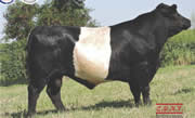 Belted Galloway