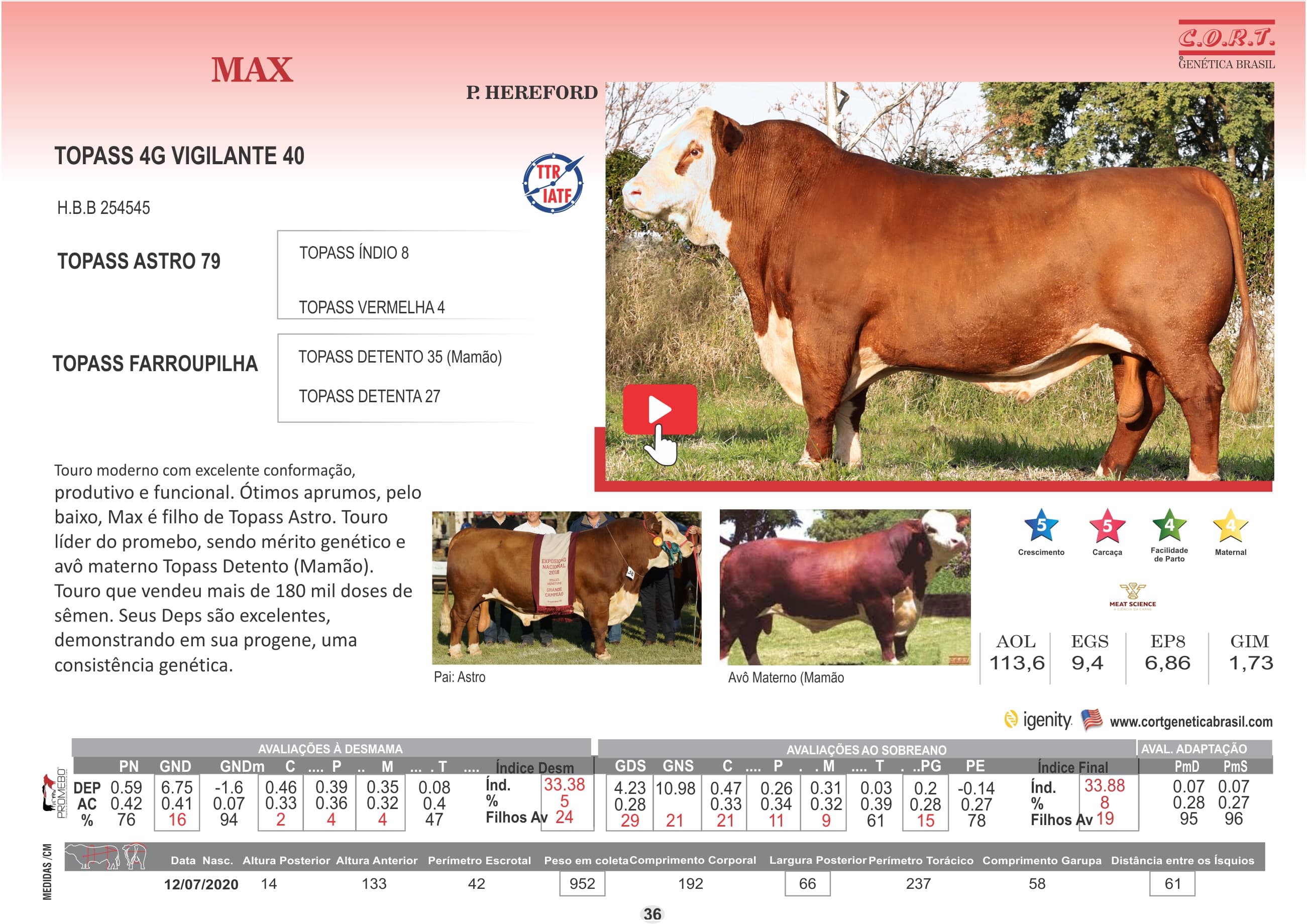 Touro MAX da raça Hereford