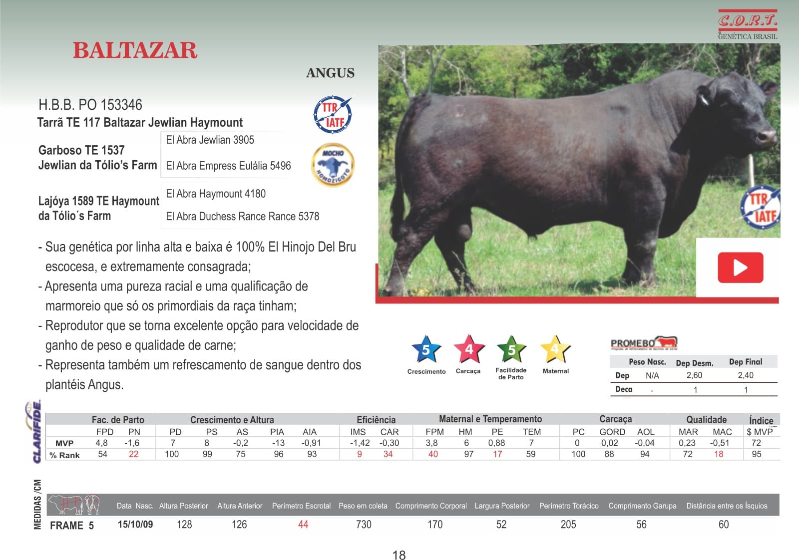Touro Baltazar da raça Angus
