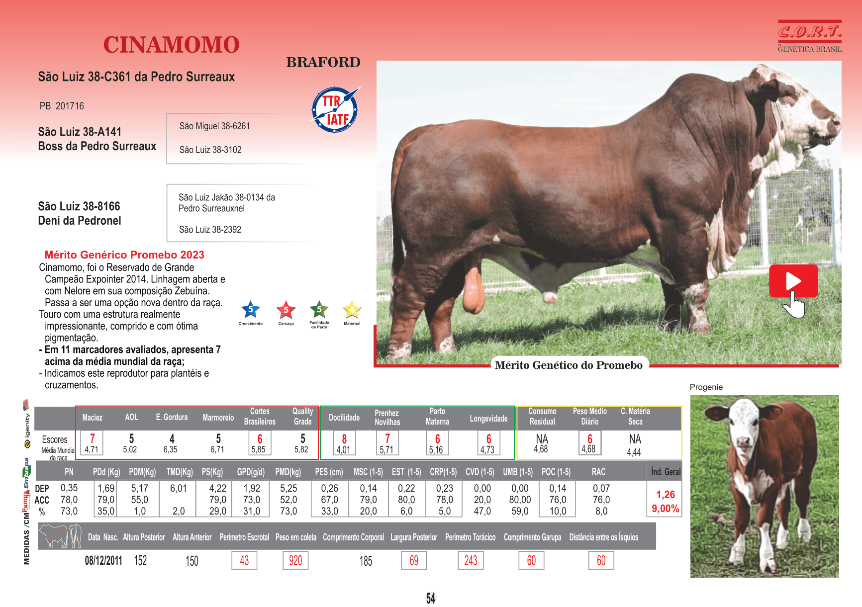 Touro Cinamomo da raça Braford