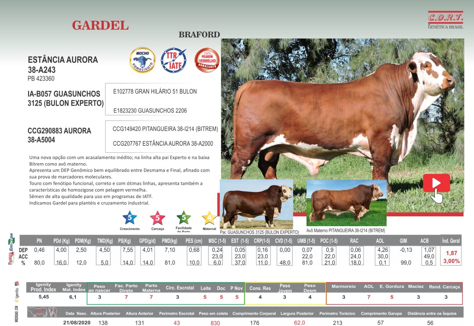 Touro Gardel da raça Braford