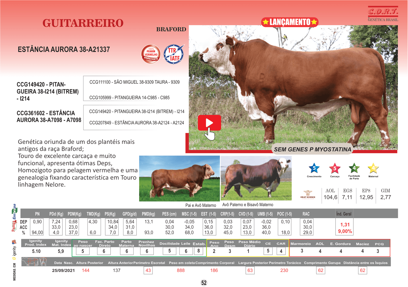 Touro Guitarreiro da raça Braford