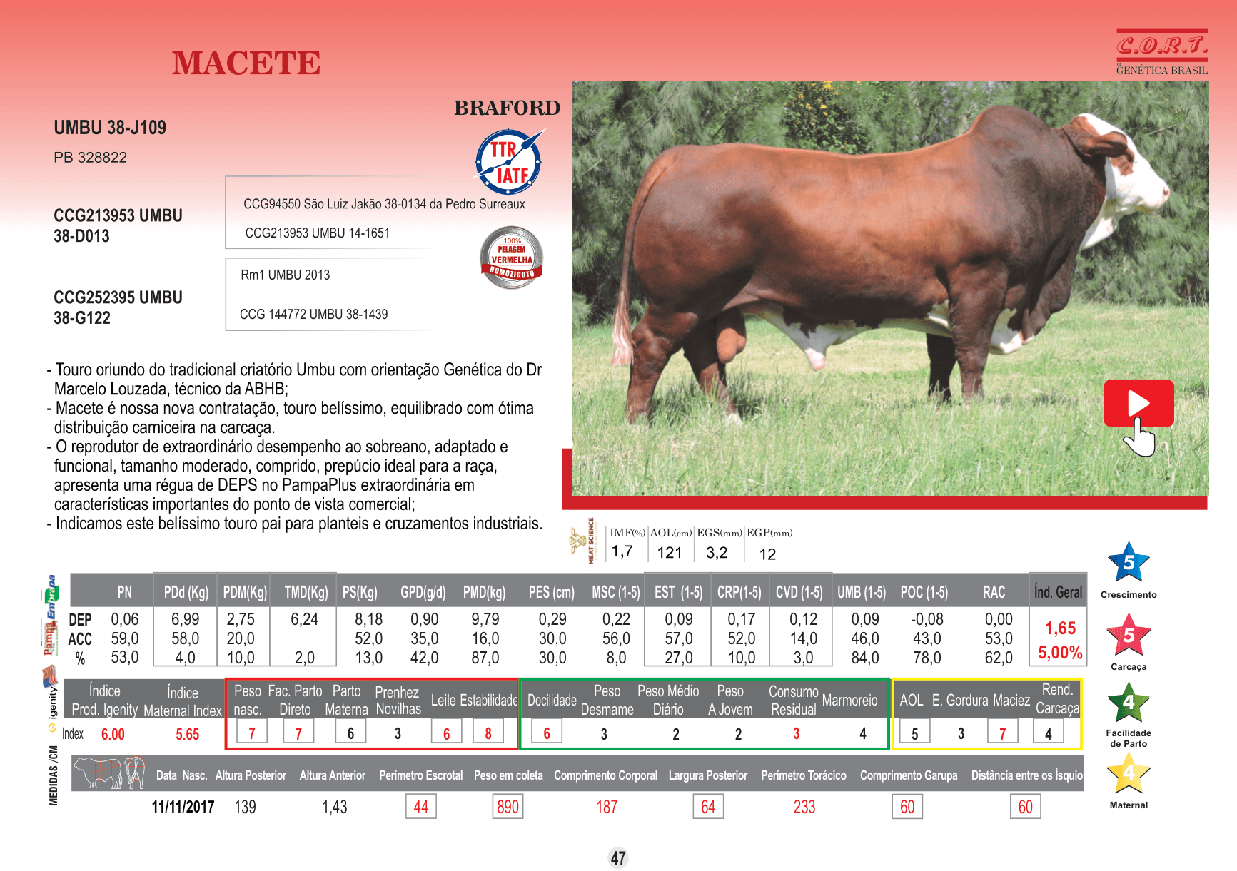 Touro Macete da raça Braford