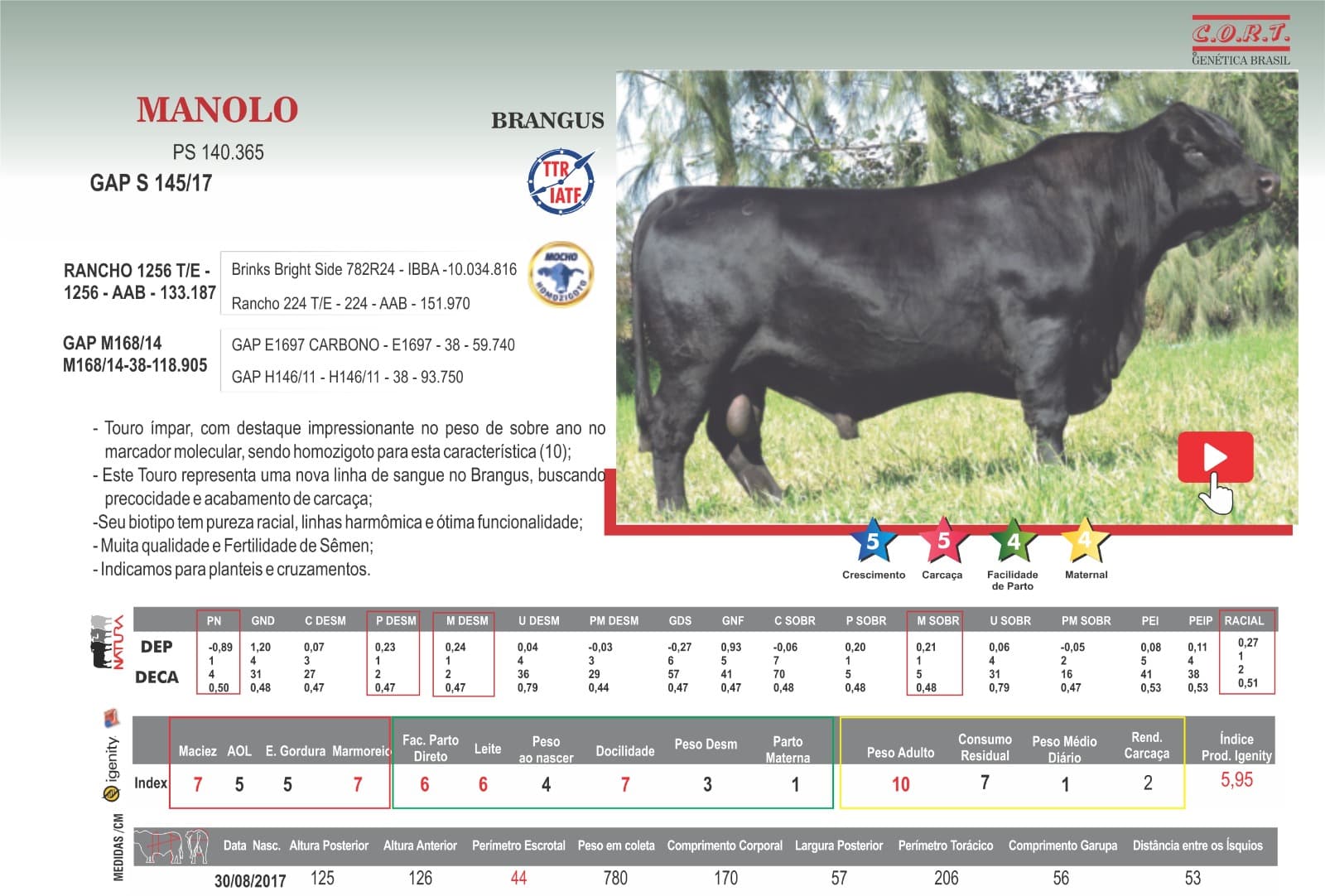 Touro Manolo da raça Brangus