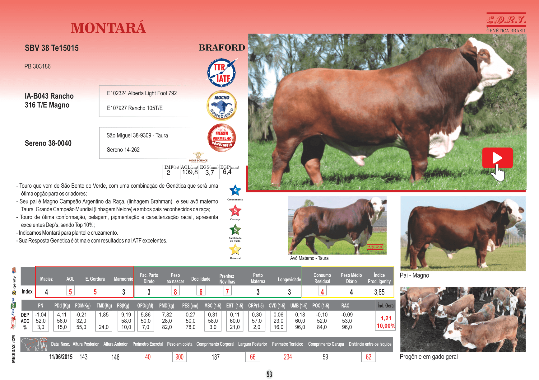 Touro Montará da raça Braford