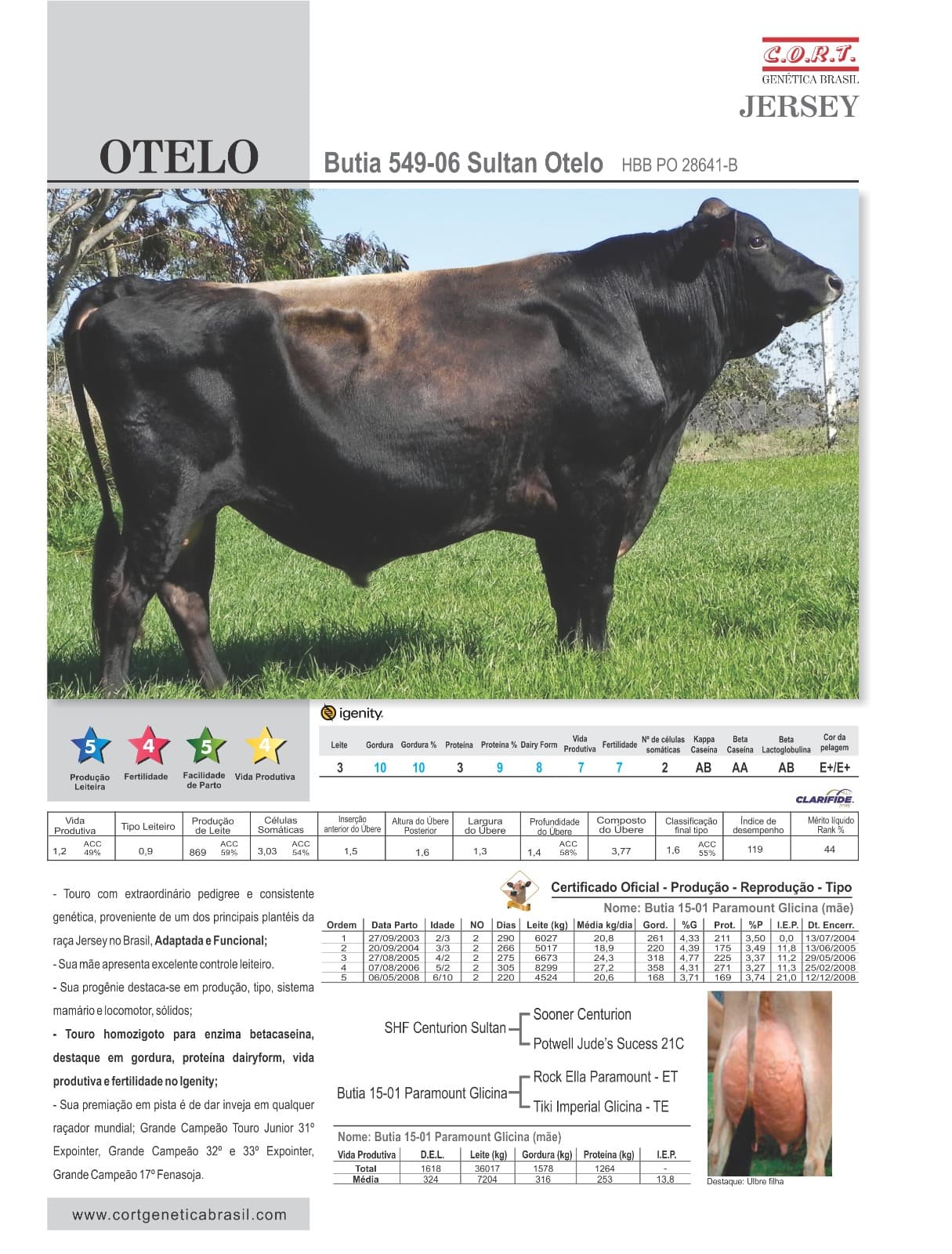 Touro Otelo da raça Jersey