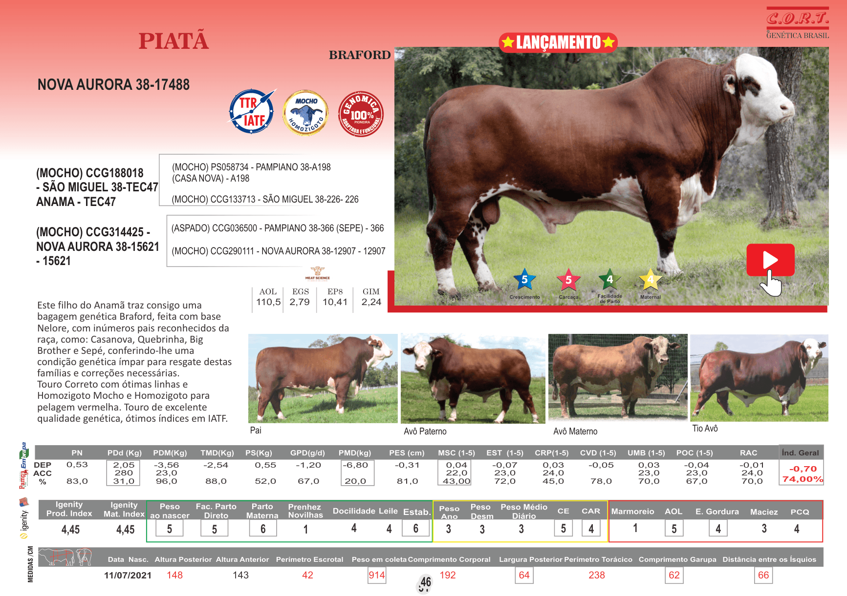 Touro Piatá da raça Braford