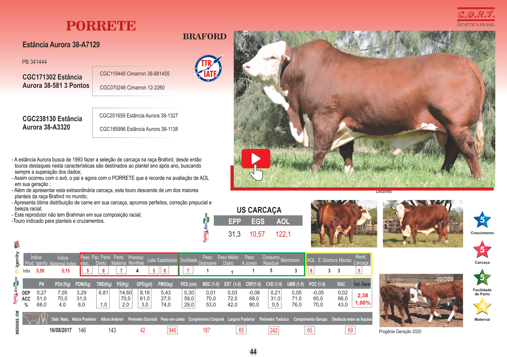 Touro Porrete da raça Braford