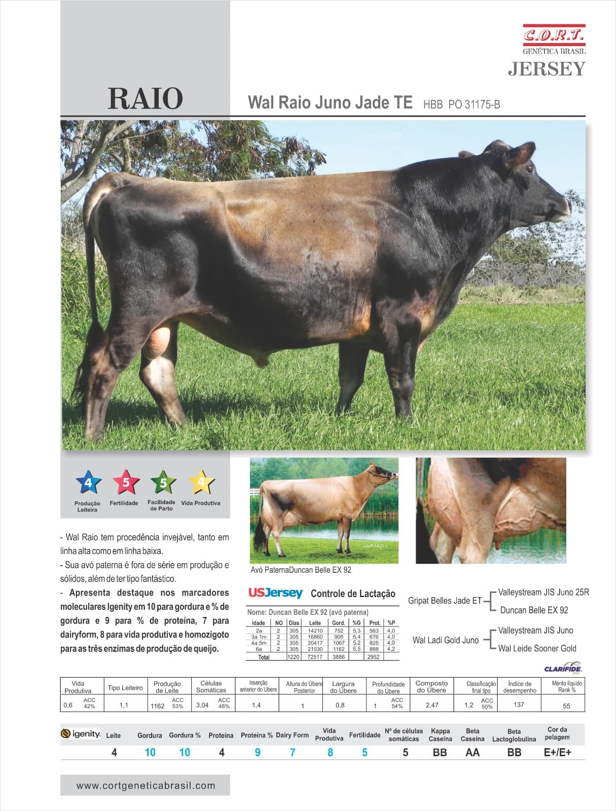 Touro RAIO da raça Jersey