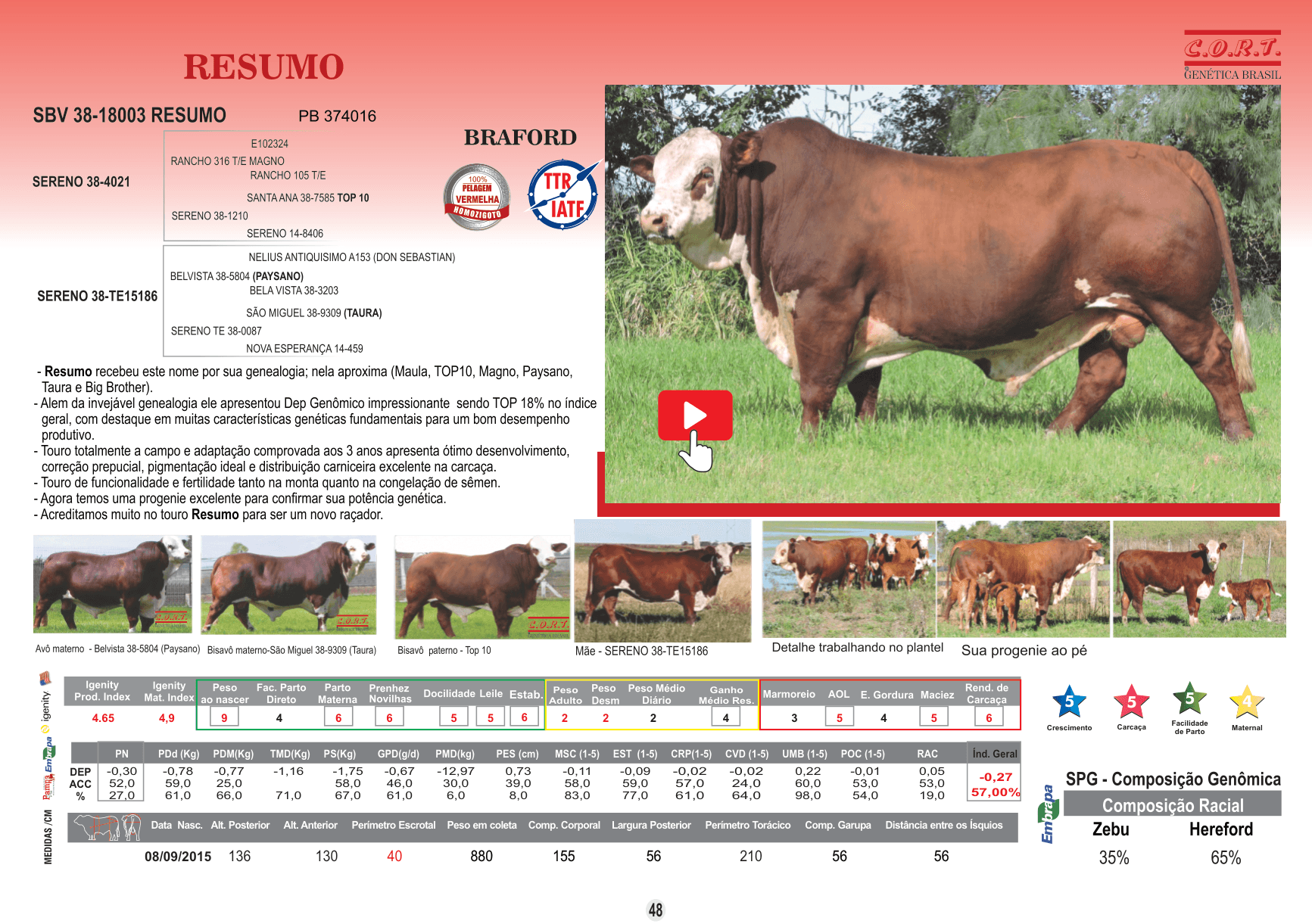 Touro Resumo da raça Braford