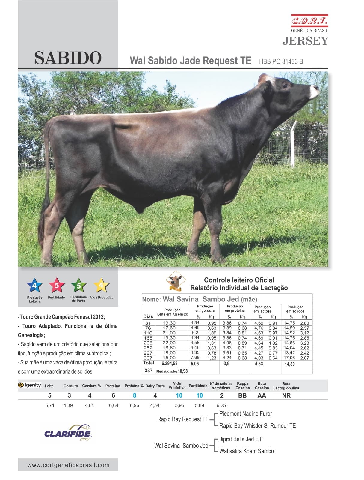 Touro Sabido da raça Jersey