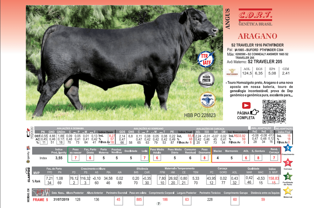 Touro Aragano da raça Angus