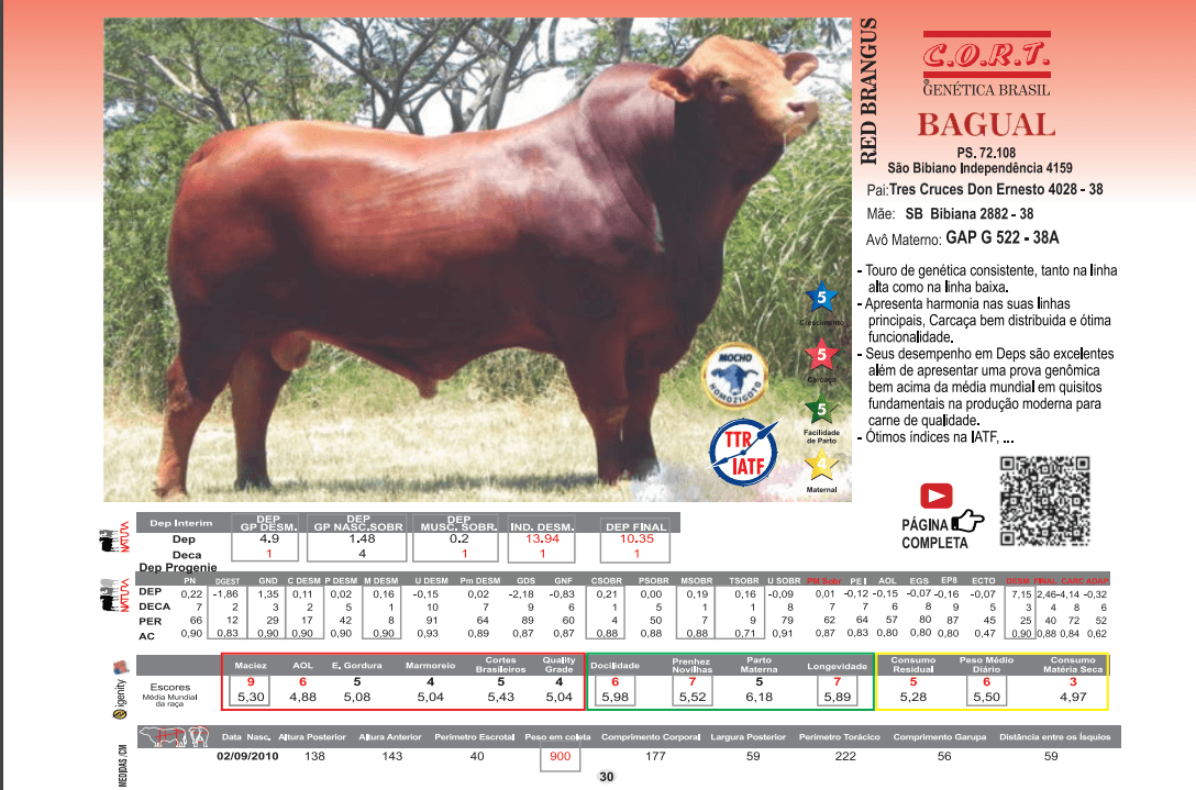 Touro Bagual