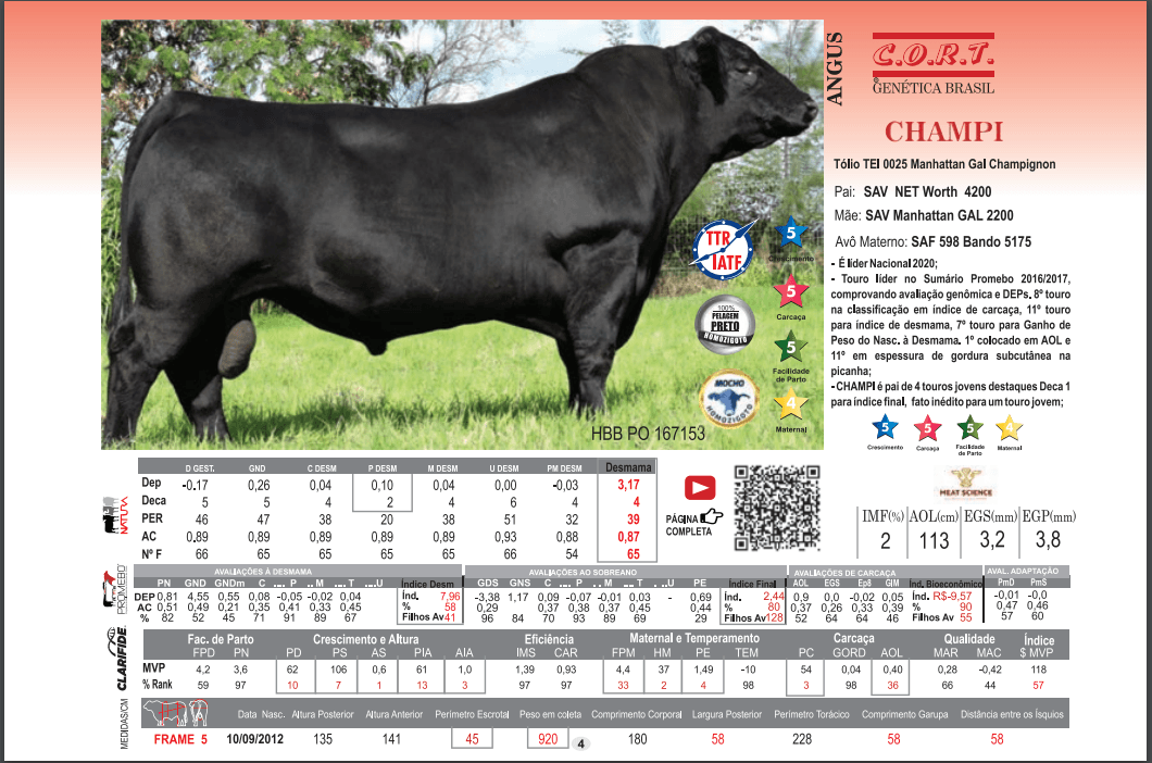 Touro Champi da raça Angus
