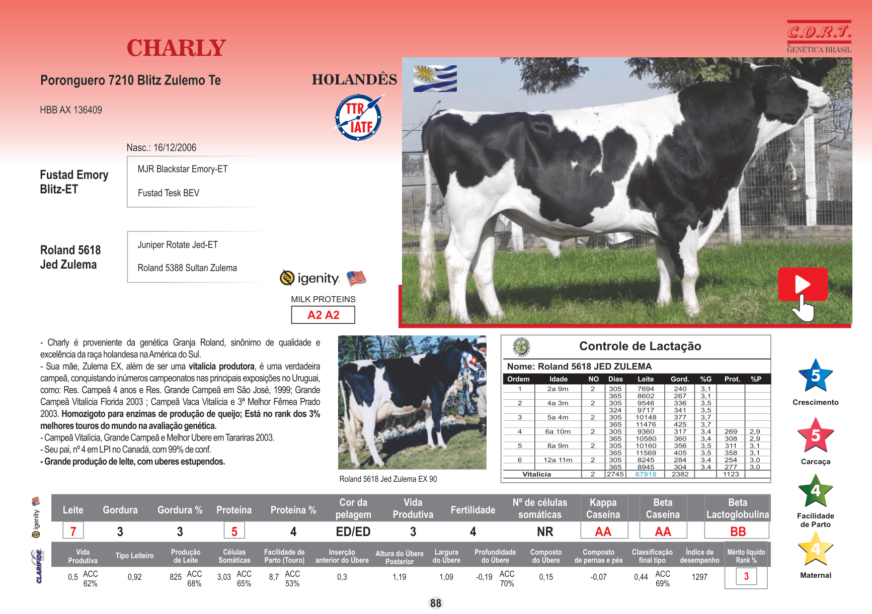 Touro Charly da raça Holandês