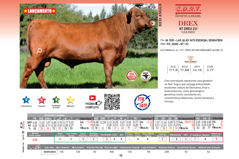 Representante da raça Red Angus