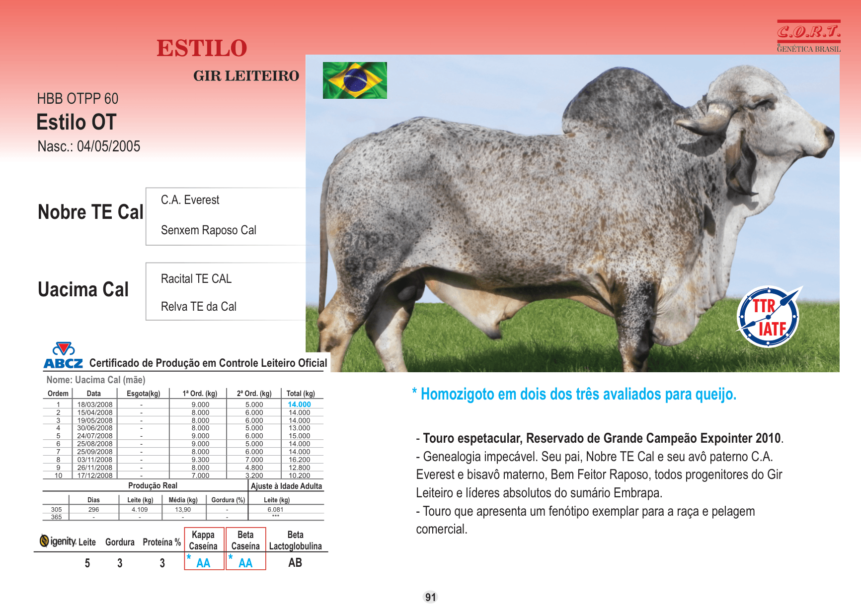 Touro Estilo da raça Gir leiteiro