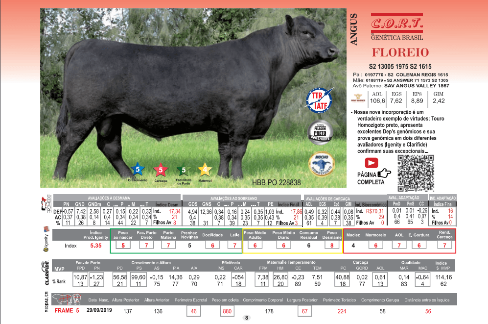 Touro Floreio da raça Angus