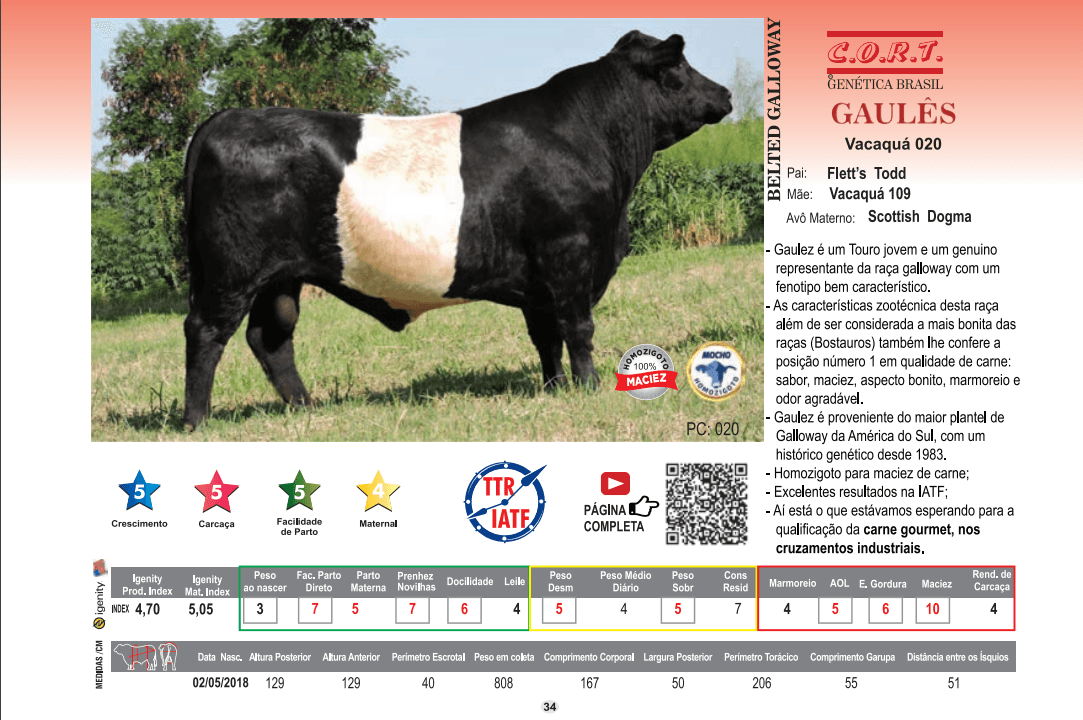 Touro Gaulês da raça Belted Galloway