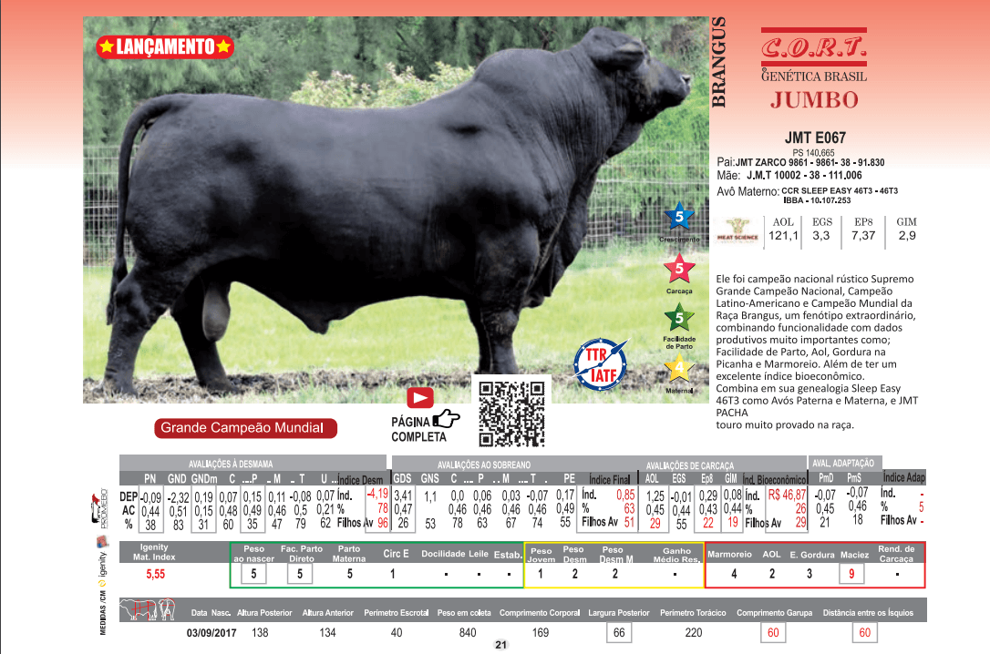 Touro Jumbo da raça Brangus