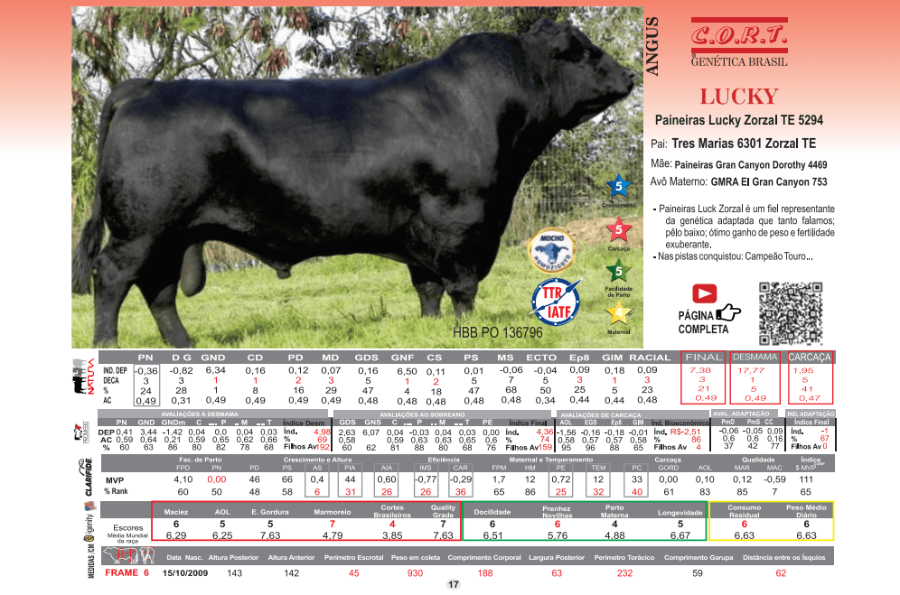 Touro Lucky da raça Angus
