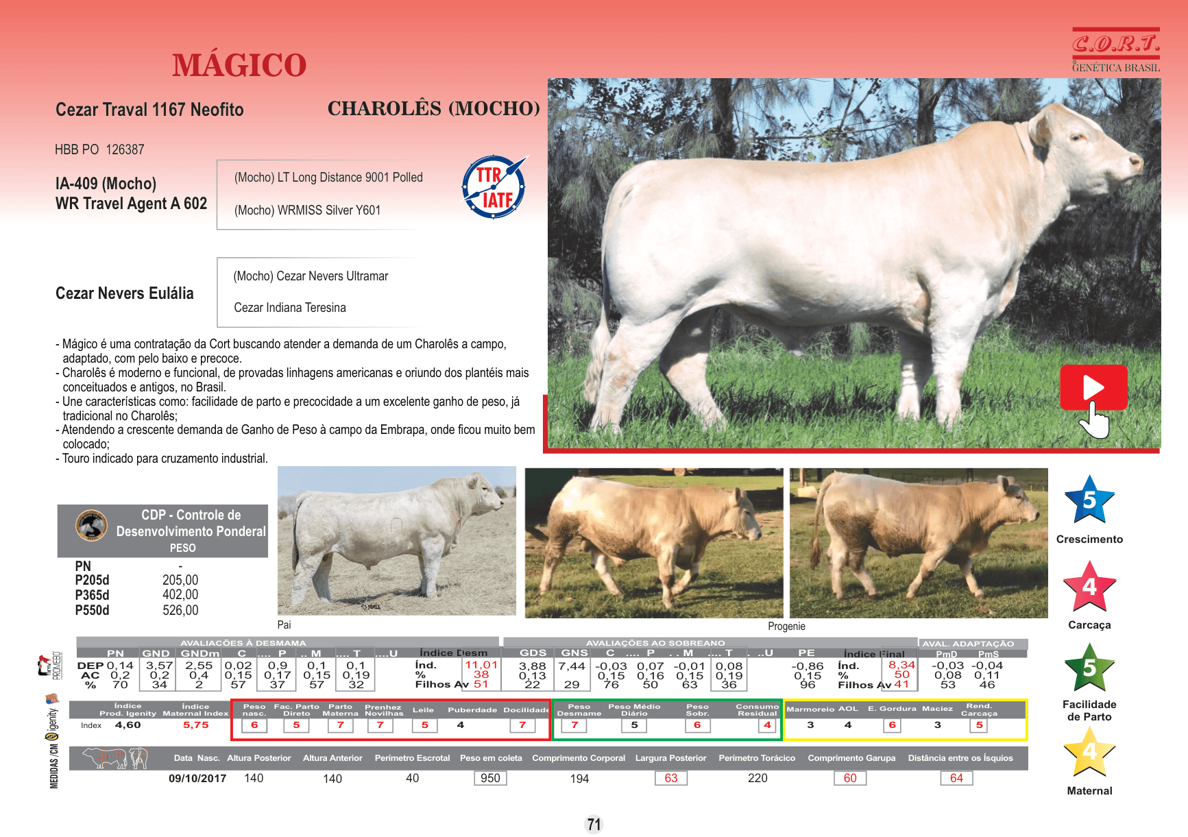 Representante da raça Charolês