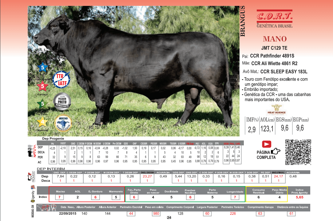 Touro Mano da raça Brangus