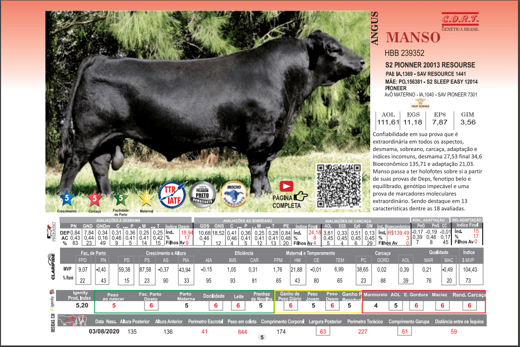 Touro Manso da raça Angus