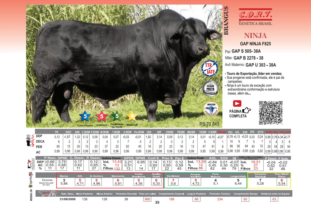 Touro Ninja da raça Brangus