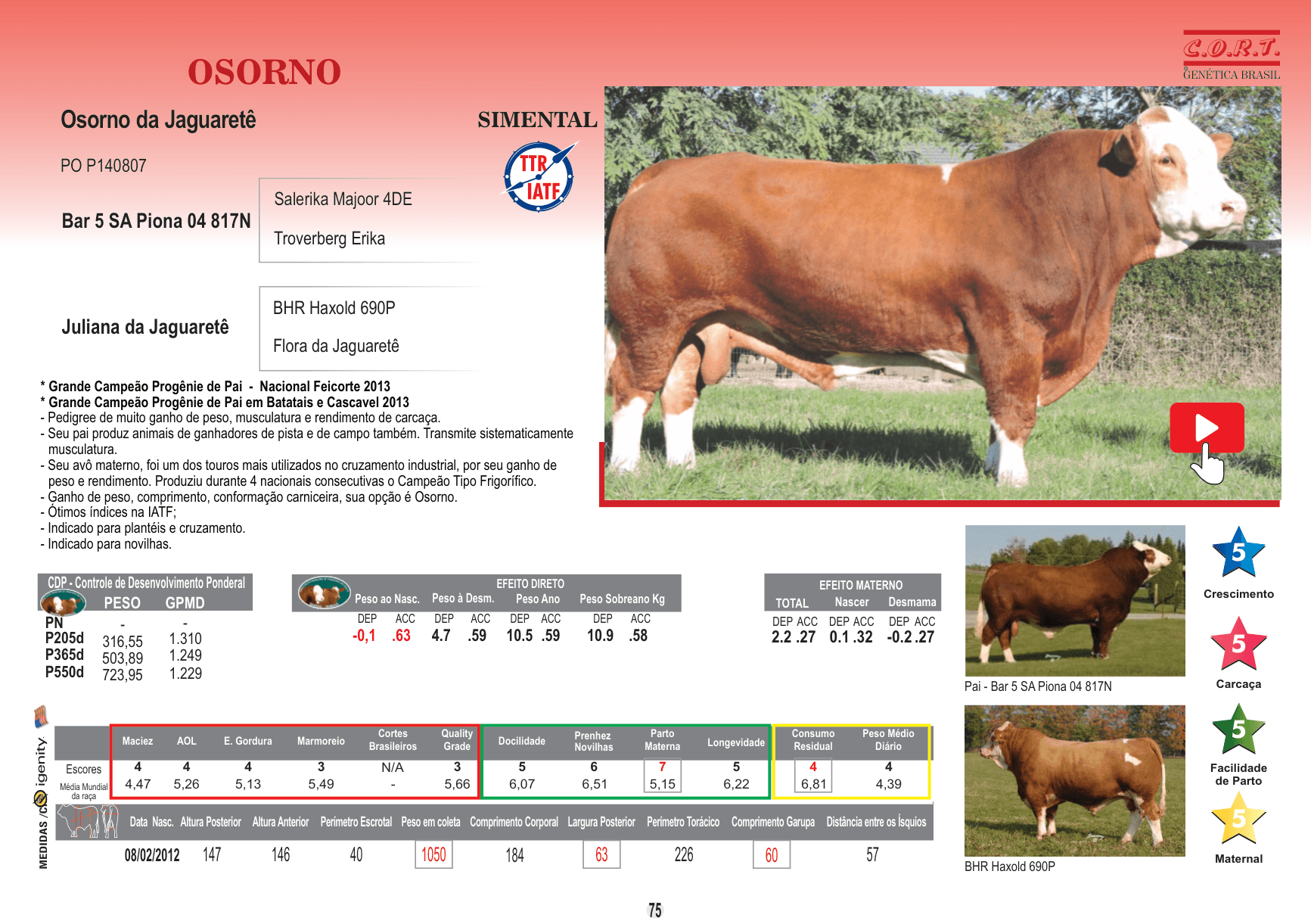 Touro Osorno