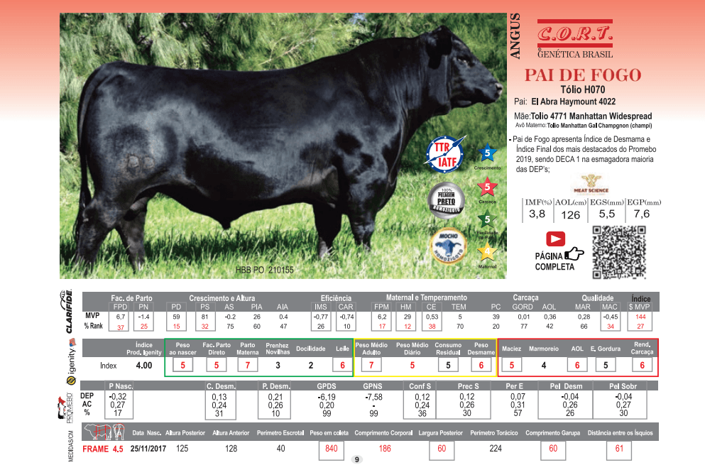 Touro Pai de fogo da raça Angus