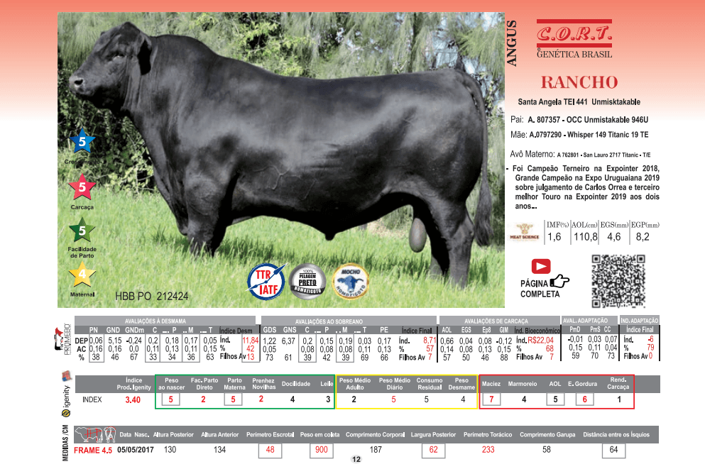 Touro Rancho da raça Angus