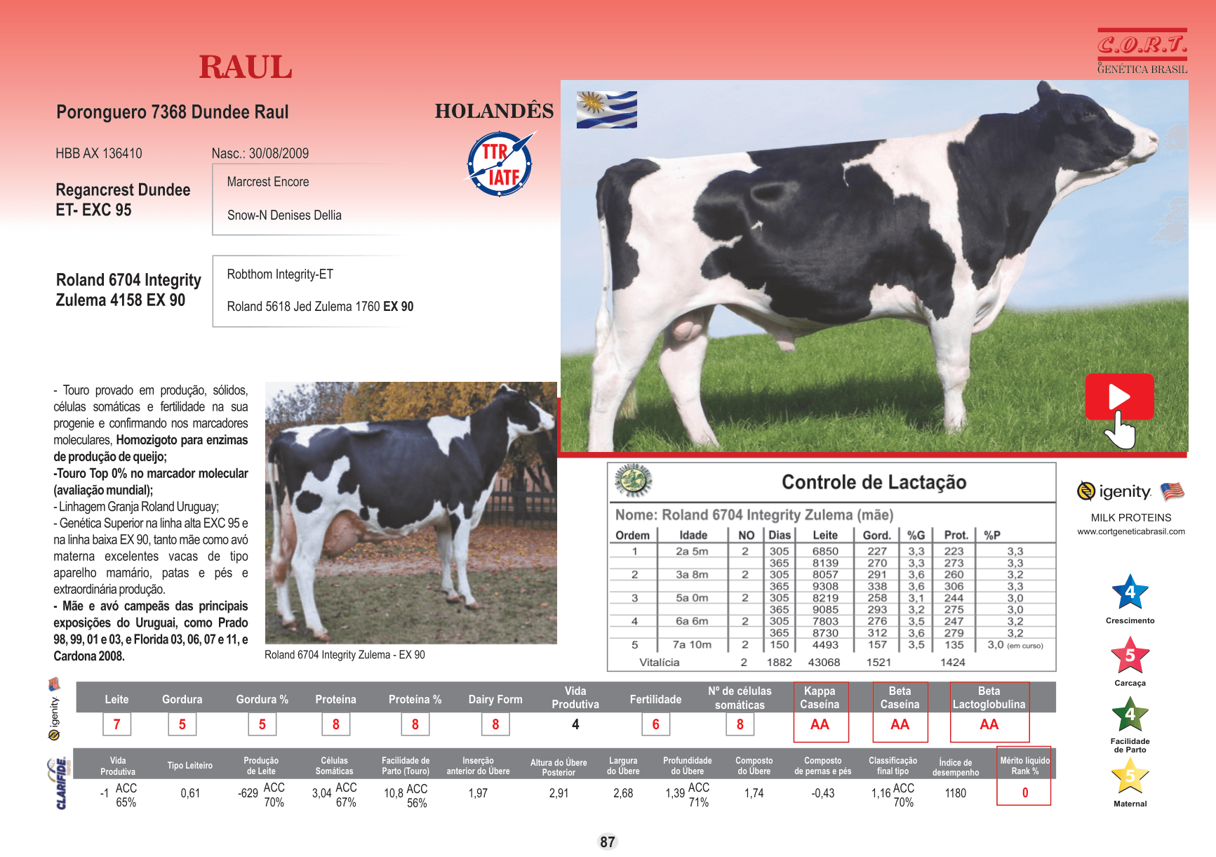 Touro Raul da raça Holandês