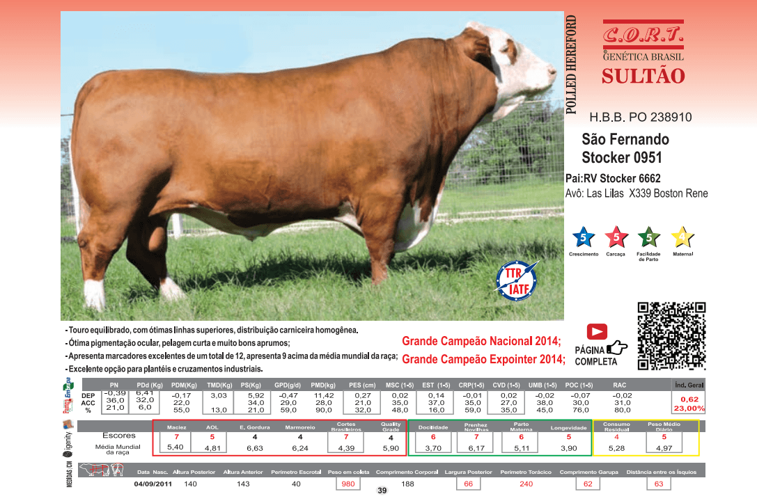 Touro Sultão da raça Polled Hereford