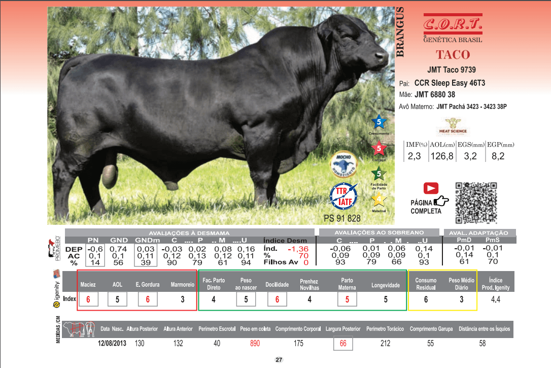 Touro Taco da raça Brangus