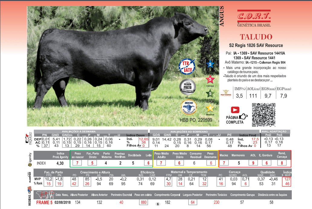 Touro Taludo da raça Angus