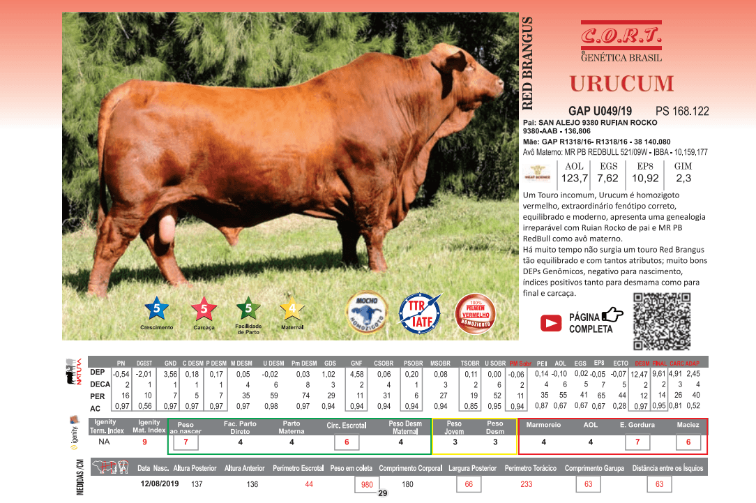Touro Urucum da raça Red Brangus