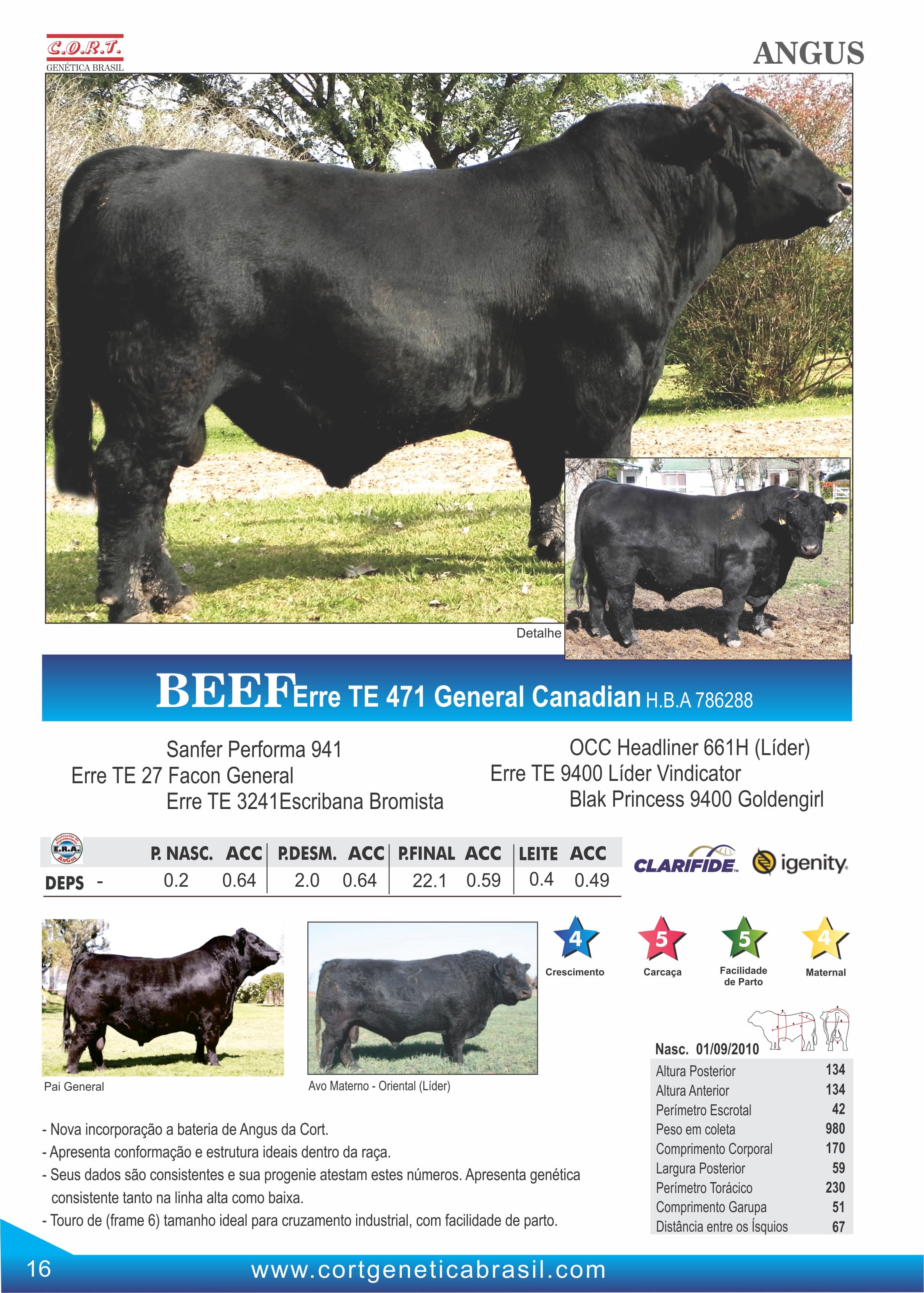 Touro Beef da raça Angus