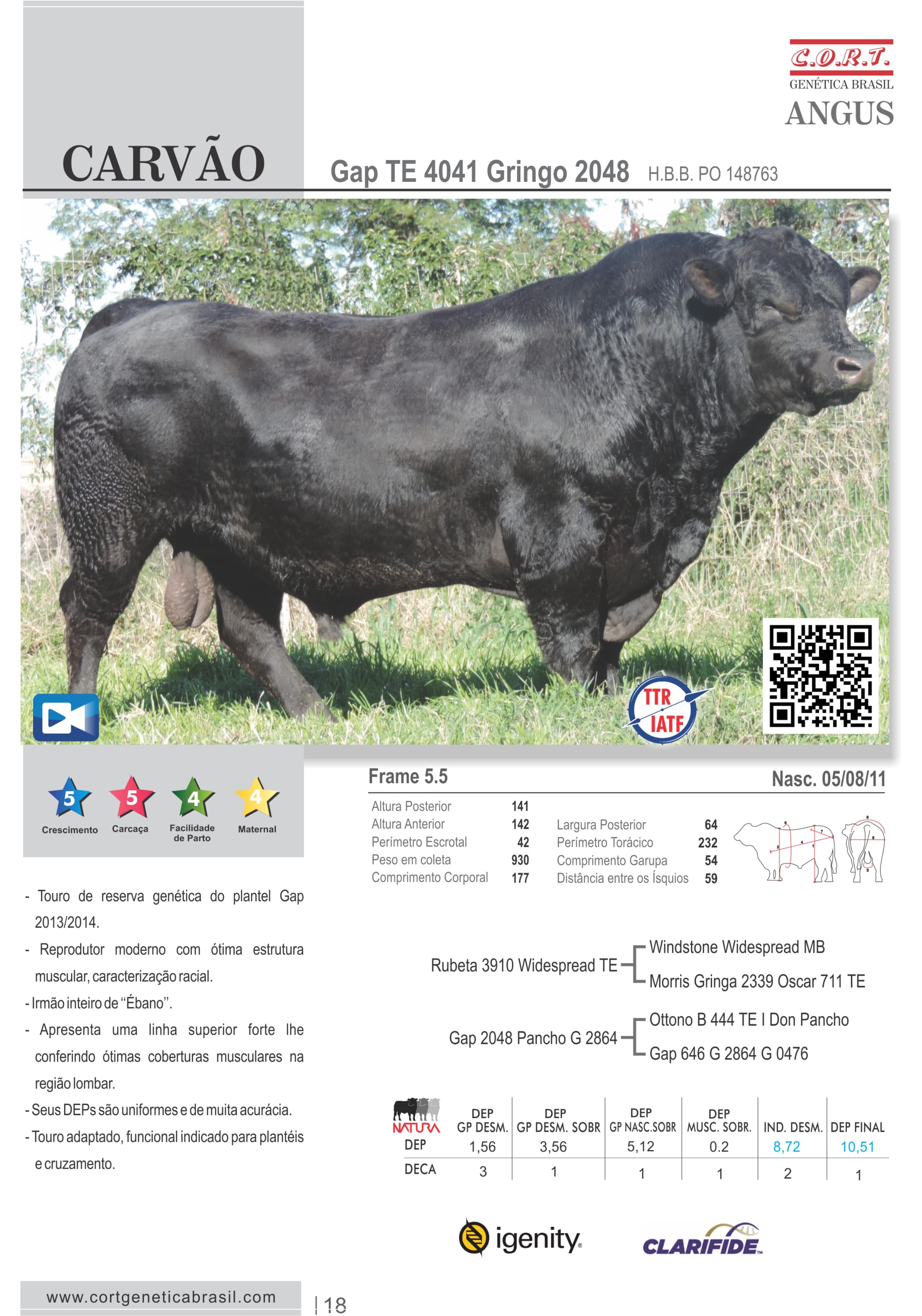 Touro Carvão da raça Angus