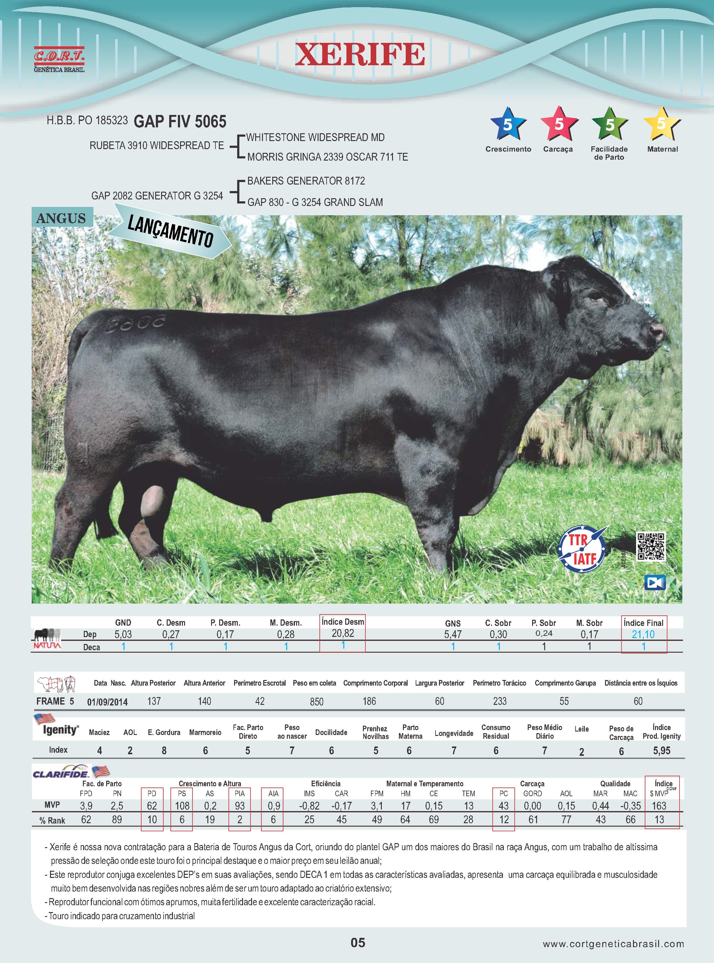 Touro Xerife da raça Angus