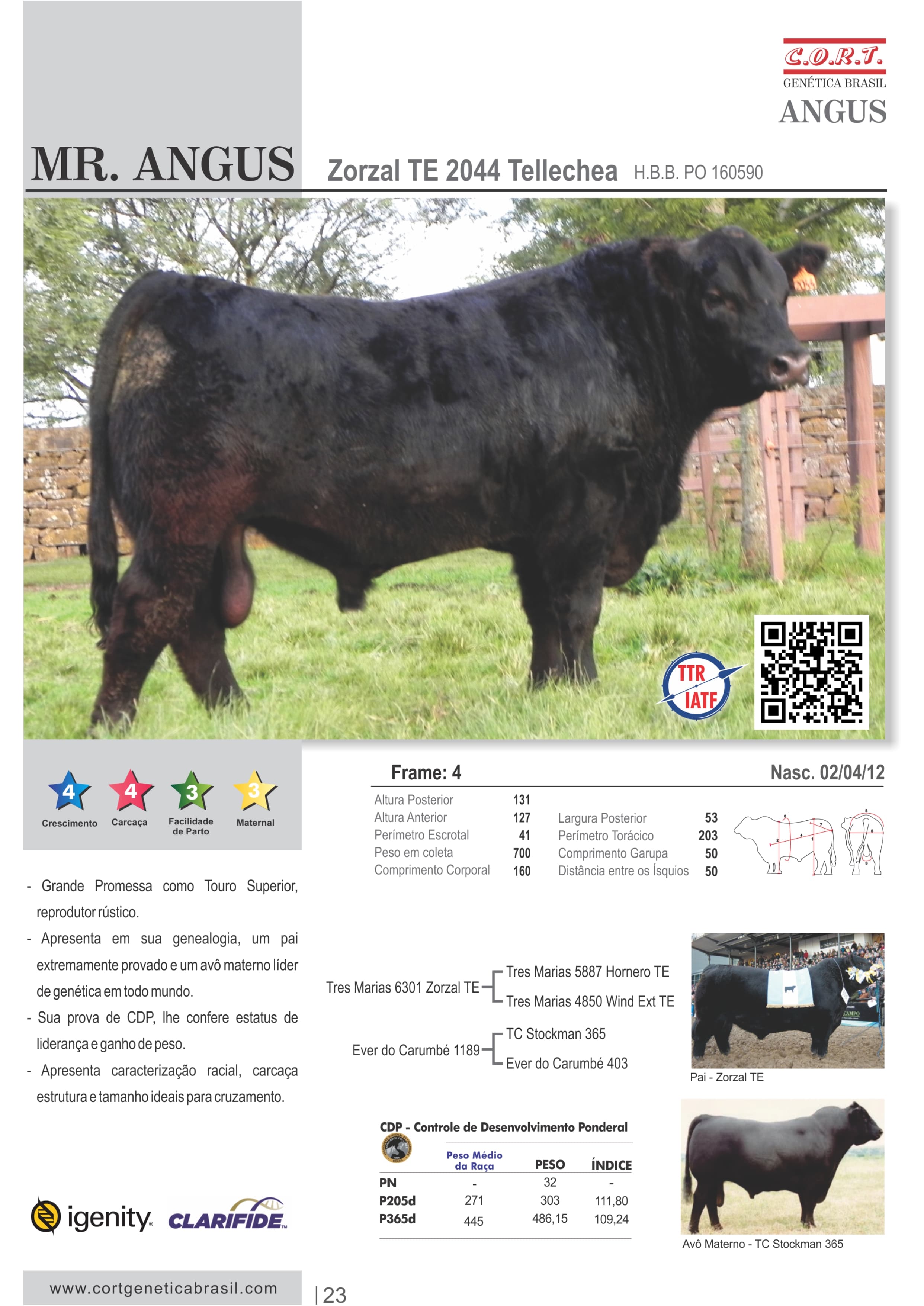 Touro Mr. Angus da raça Angus