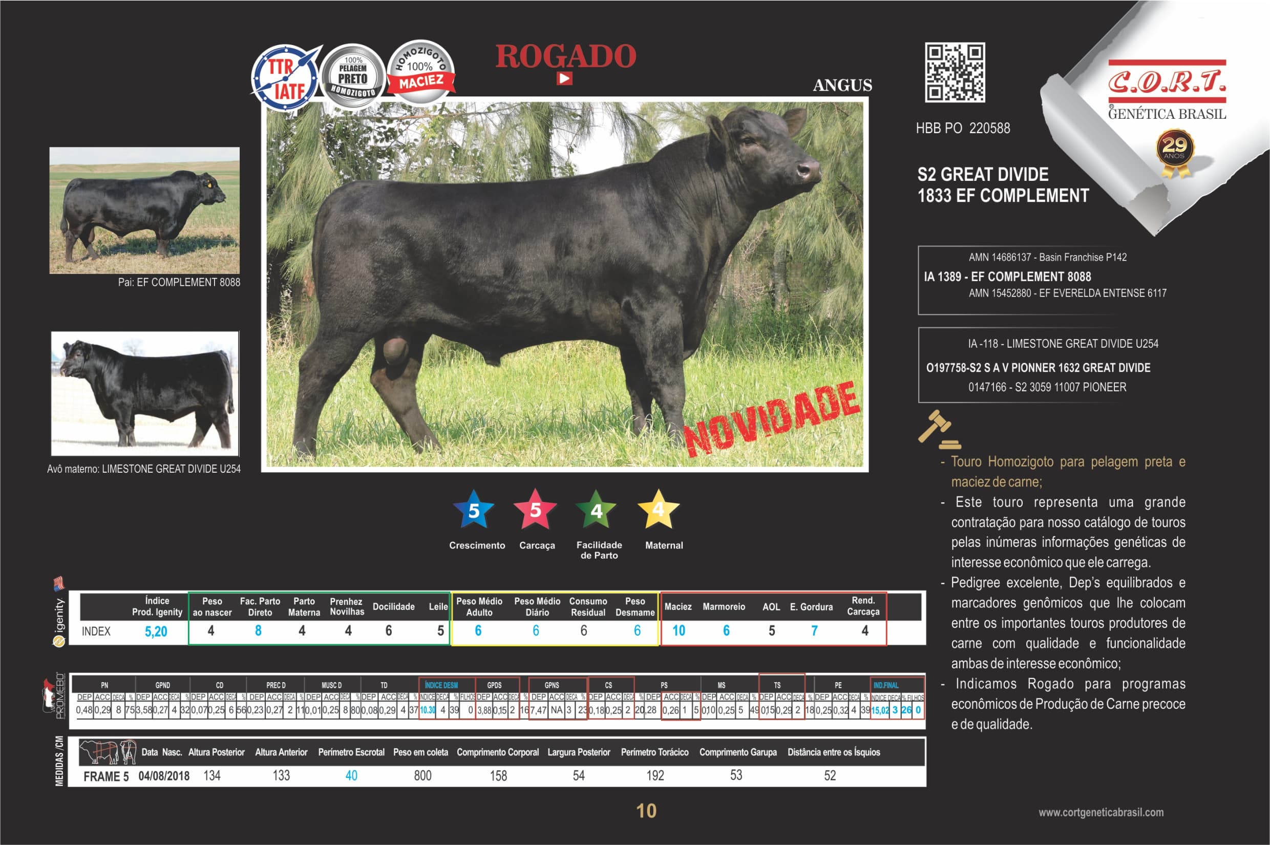 Touro Rogado da raça Angus