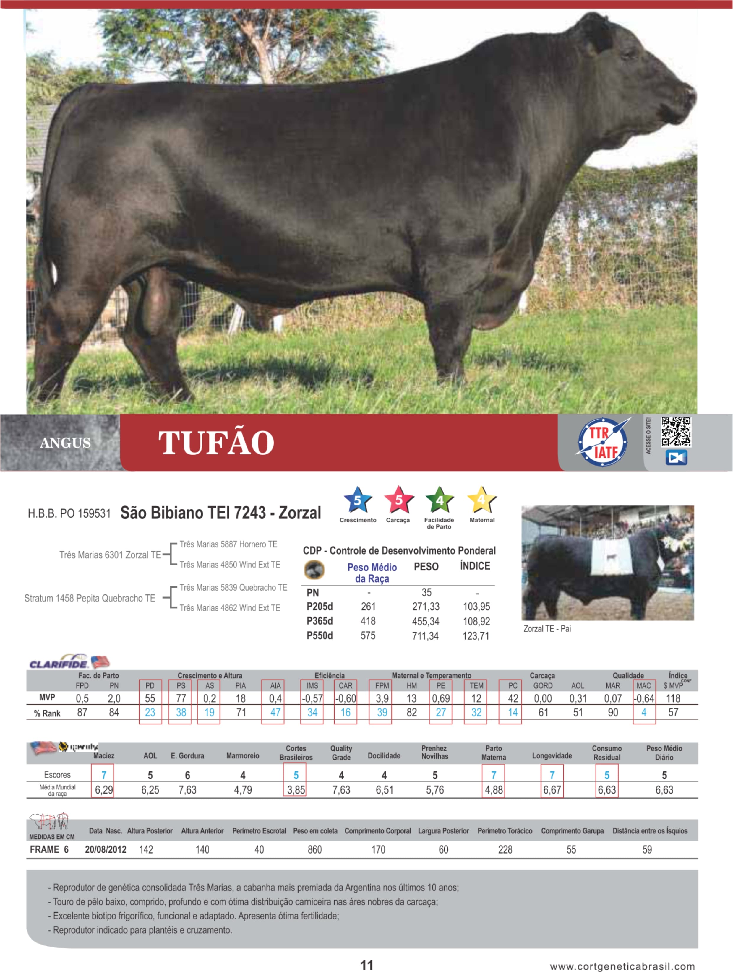 Touro Tufão da raça Angus