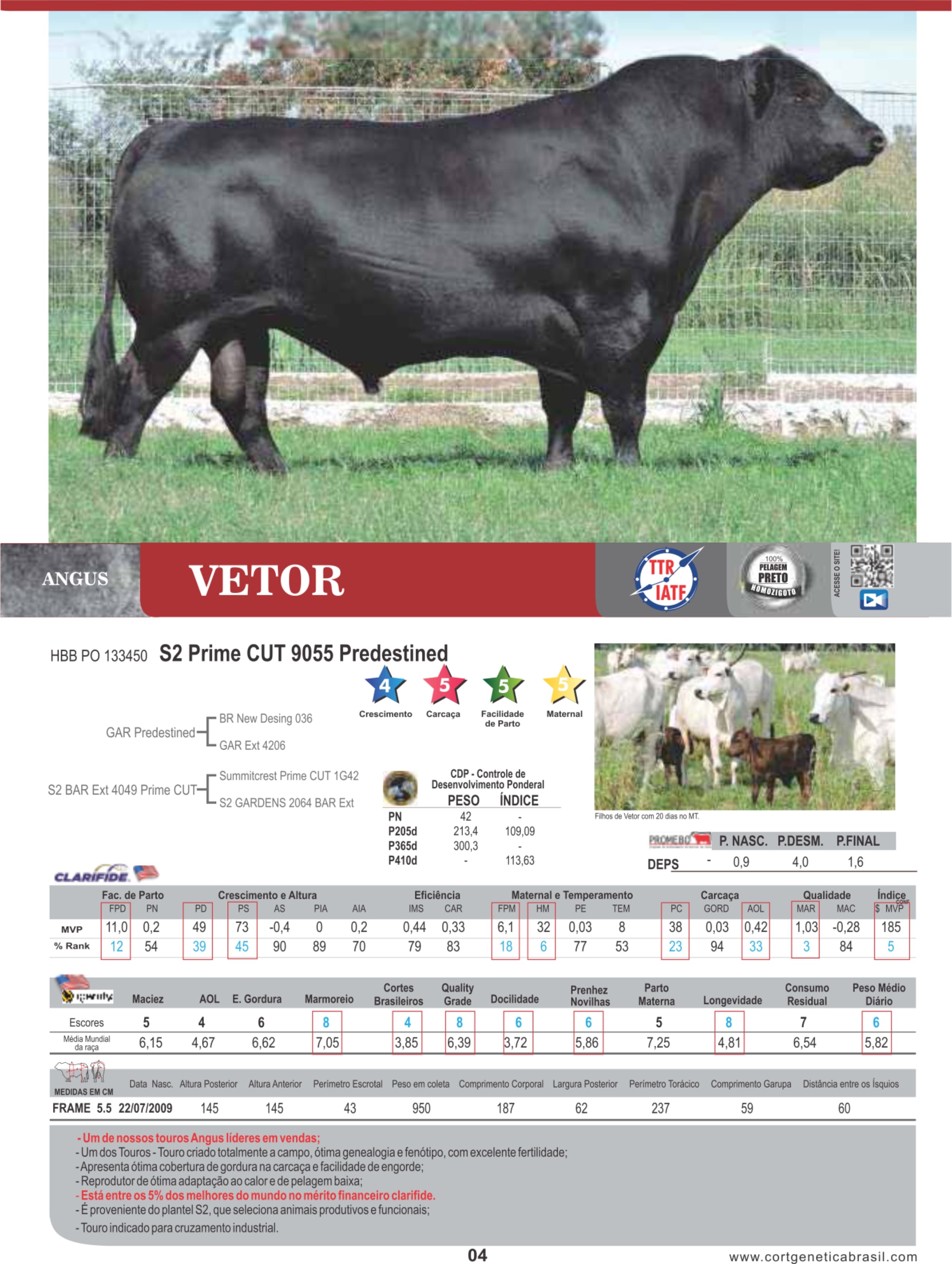 Touro Vetor da raça Angus