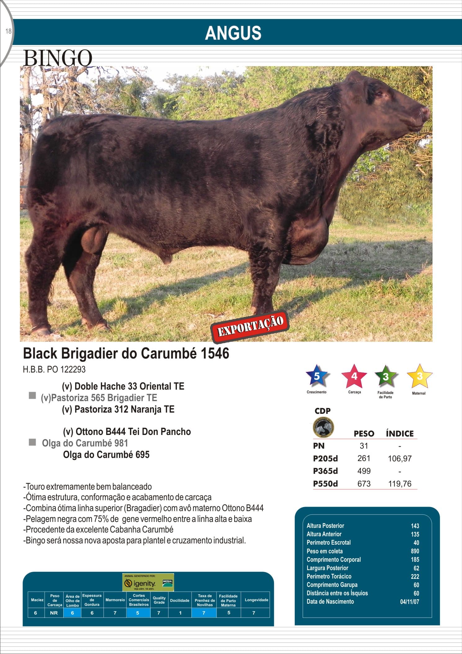 Touro Bingo da raça Angus