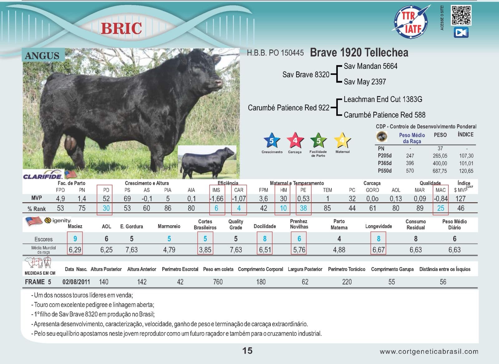 Touro Bric da raça Angus