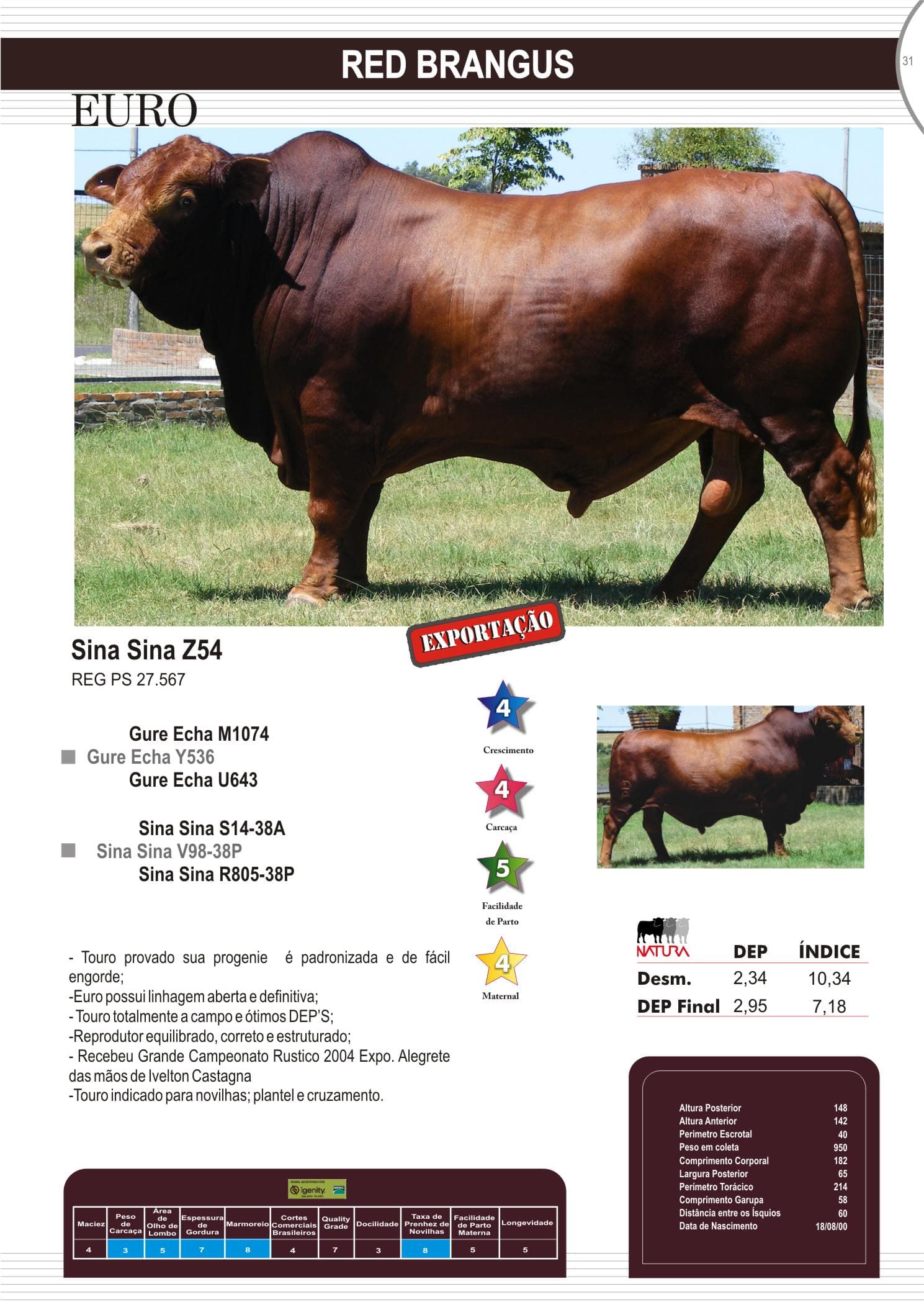Touro Euro da raça Red Brangus