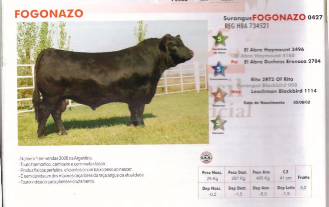 Touro Fogonazo da raça Angus