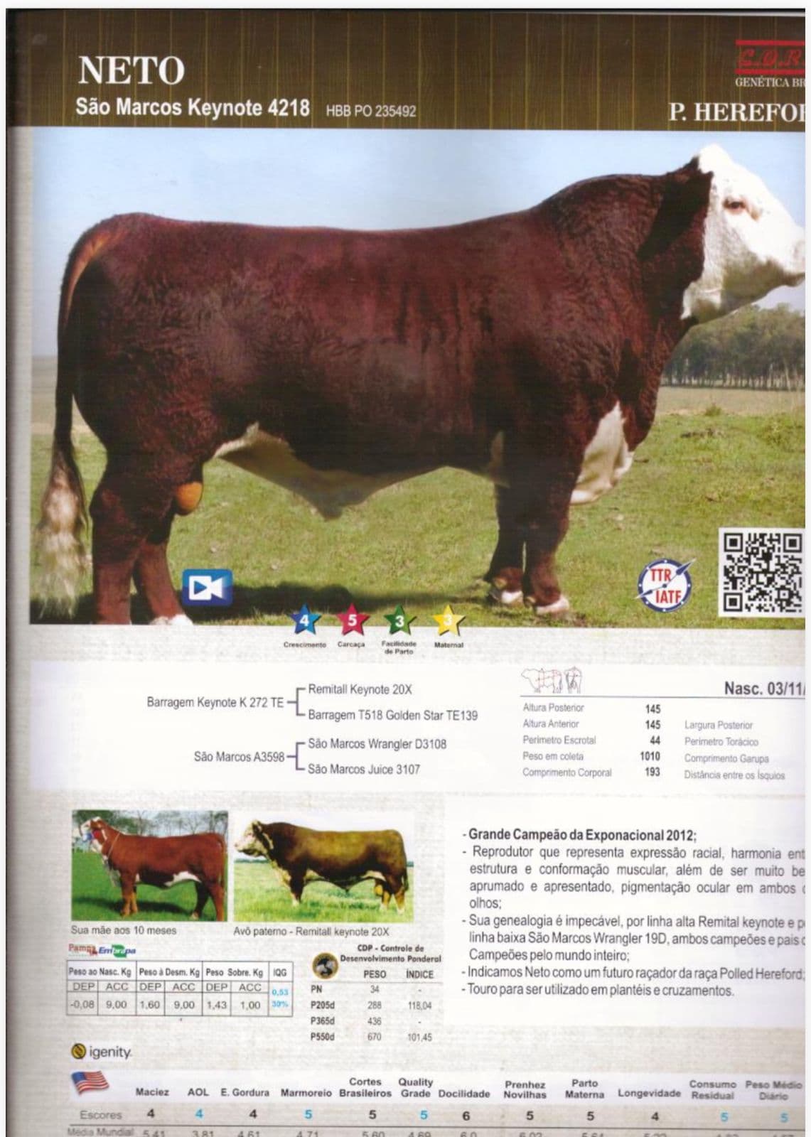 Touro Neto da raça Polled Hereford