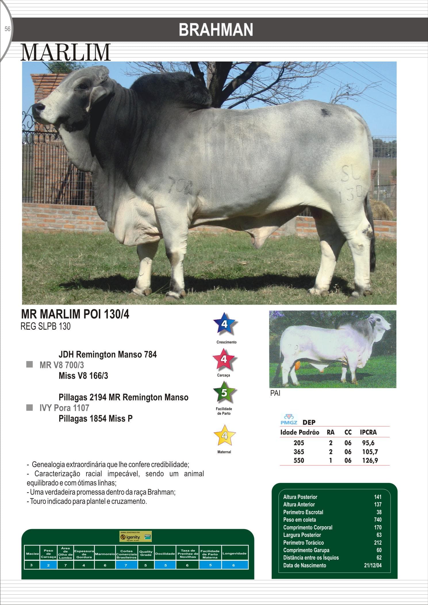 Touro Marlim da raça Brahman